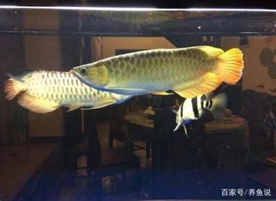 40公分紅尾金龍魚價格