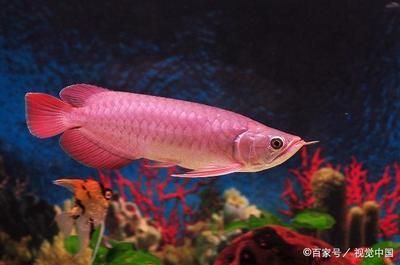 紅龍魚跳缸預(yù)示著什么預(yù)兆 龍魚百科 第1張