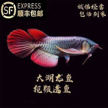 關(guān)于紅龍魚的作文