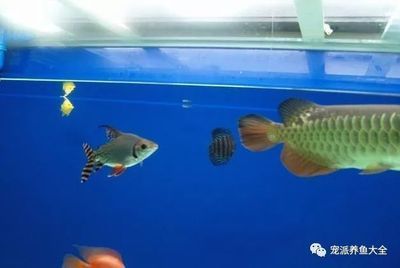 龍魚總在氧氣處吸是怎么回事