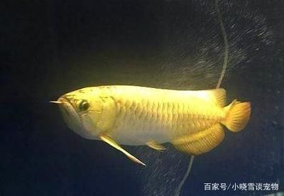 龍魚經(jīng)常性趴缸什么原因