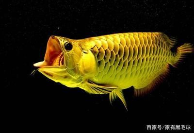 龍魚怎樣防止掉眼皮