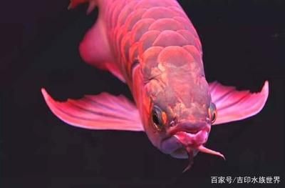 紅龍魚(yú)長(zhǎng)度鱗片有幾種顏色 龍魚(yú)百科 第2張