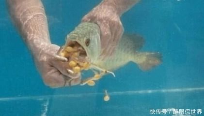 金龍魚(yú)不肯吃東西 龍魚(yú)百科 第2張