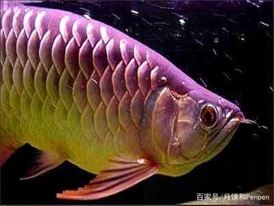 變異的金龍魚品種有哪些 龍魚百科 第2張