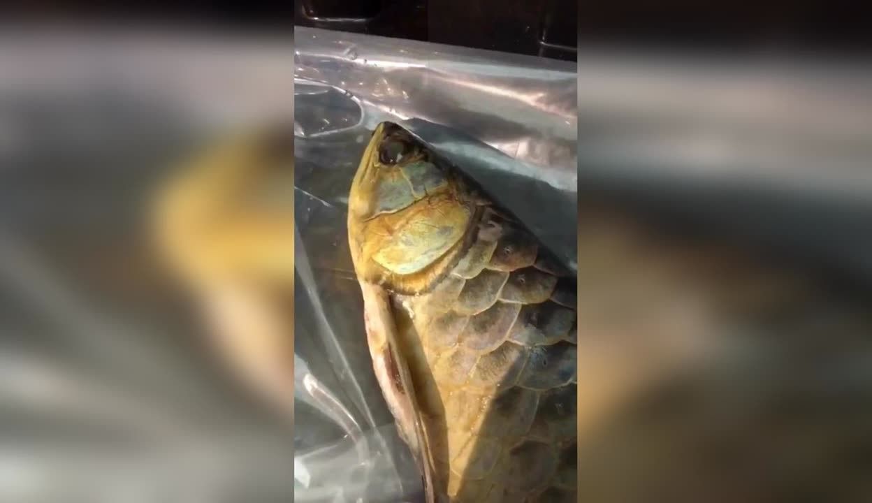 龍魚哪個(gè)品種最好吃 龍魚百科