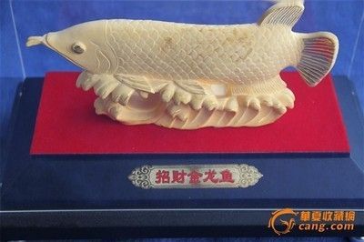 金龍魚拍賣價格是多少 龍魚百科