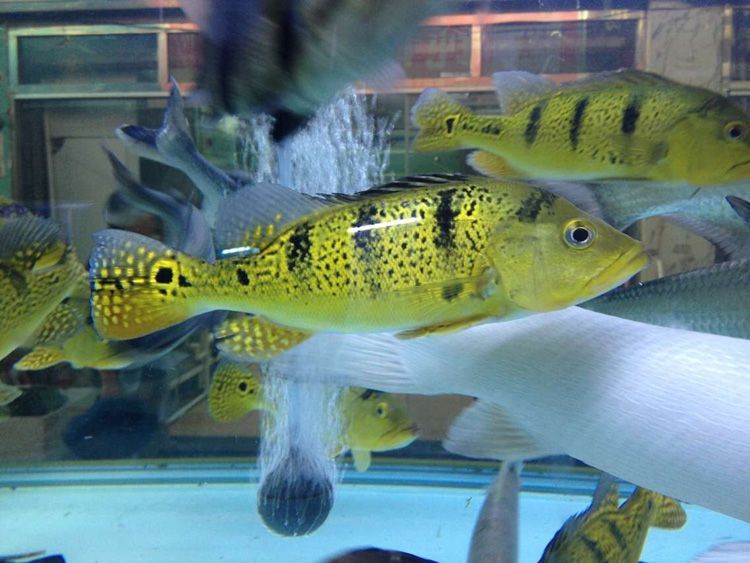 龍魚虎魚喂食雞心好嗎