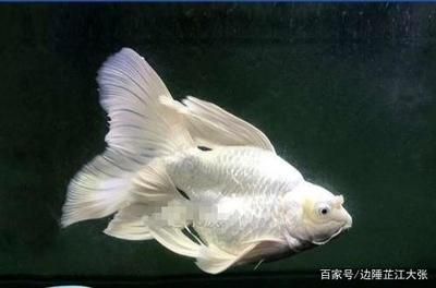 蝴蝶鯉能和龍魚(yú)一起養(yǎng)嗎？