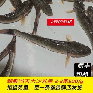 一條小龍魚多少錢