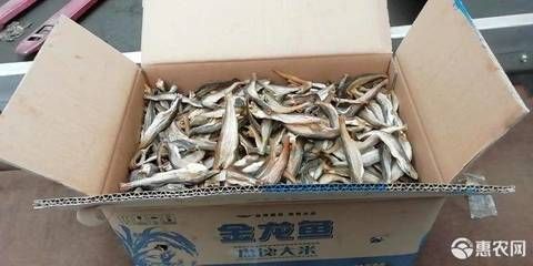 一條小龍魚多少錢