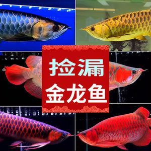 紅龍魚挑選幼苗