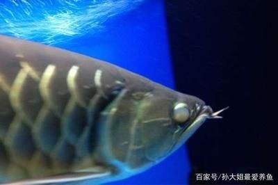 龍魚蒙眼跟燈光有關系嗎怎么治好的 龍魚百科 第2張