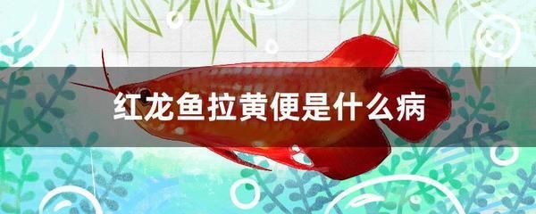 紅龍魚換水可以喂食嗎為什么