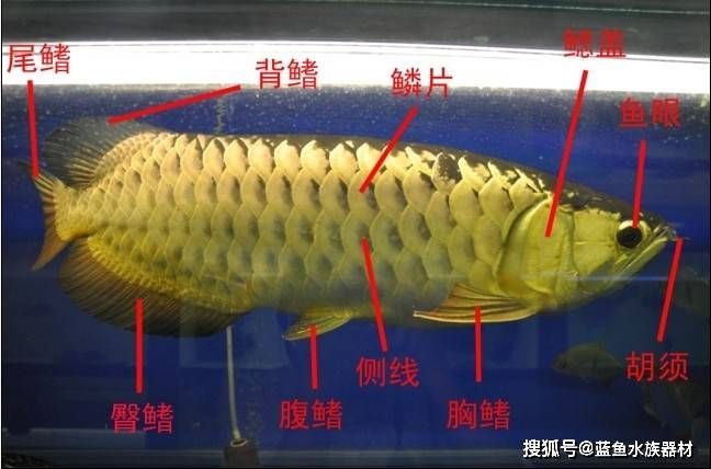 龍魚的側(cè)線孔是干嘛的