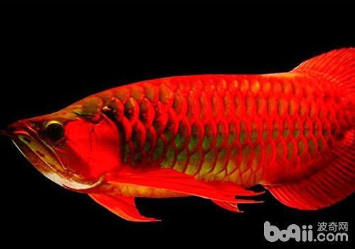 紅龍魚的分類標(biāo)準(zhǔn) 龍魚百科 第2張