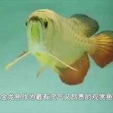 金龍魚不吃東西了 龍魚百科 第3張