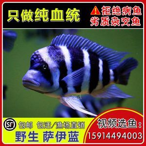 龍魚混養(yǎng)薩伊藍 龍魚百科 第3張