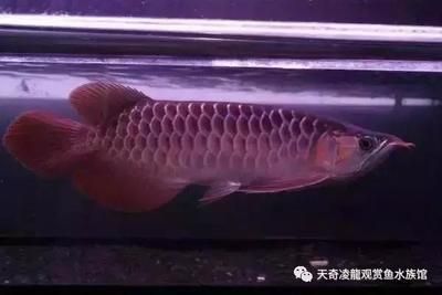 頂級龍魚飼料品牌排行榜前十名 龍魚百科 第3張