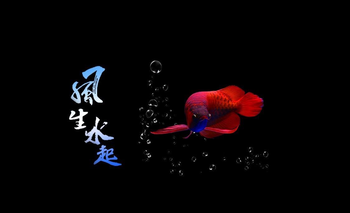 龍魚缸背景畫好嗎風(fēng)水好嗎 龍魚百科