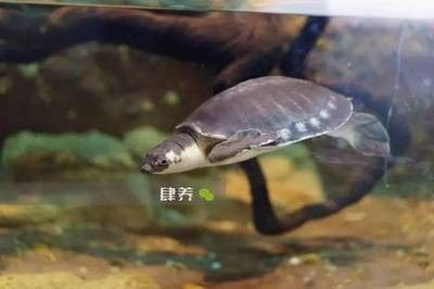 龍魚飼養(yǎng)水溫要求 龍魚百科