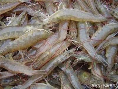 龍魚(yú)能吃蝦嗎怎么喂