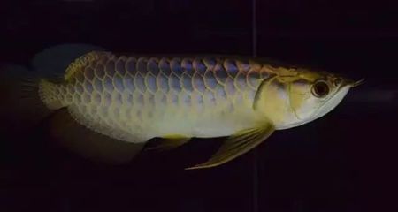 龍魚(yú)能吃蝦嗎怎么喂