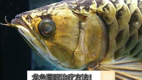 龍魚蒙眼拒食怎么治療 龍魚百科 第3張