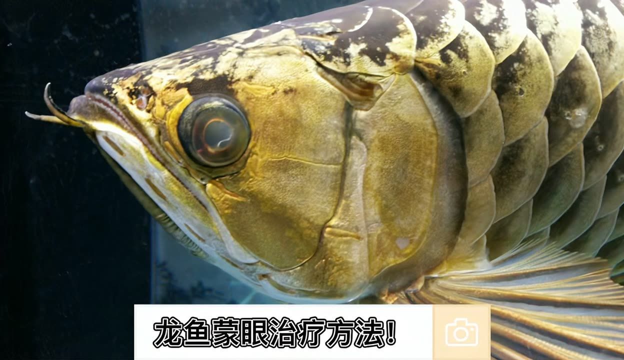 龍魚蒙眼拒食怎么治療 龍魚百科 第1張