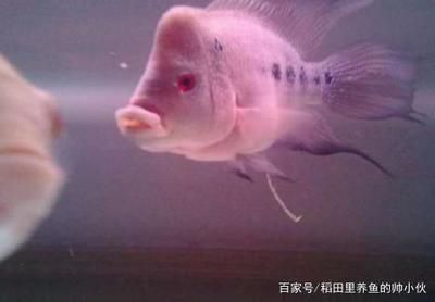 龍魚(yú)白色透明糞便是什么病癥