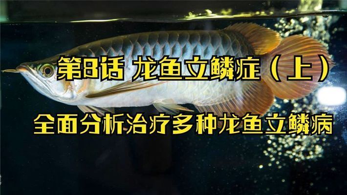 龍魚立磷病為什么冶不好 龍魚百科 第2張