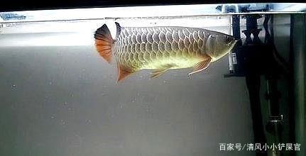 養(yǎng)龍魚之前要做什么準備工作 龍魚百科 第3張