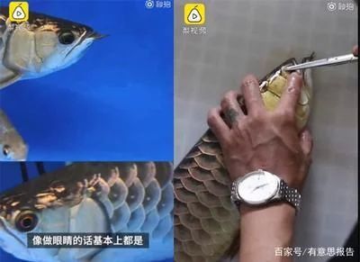 龍魚兜嘴比較嚴重怎么治療 龍魚百科 第2張