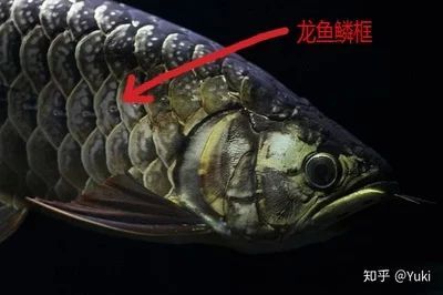 龍魚掉了一片鱗