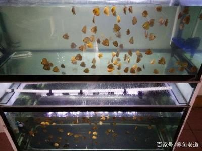 金龍魚(yú)養(yǎng)水需要多少天 龍魚(yú)百科