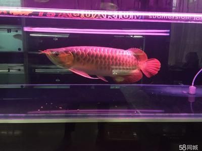 裝飾品金龍魚(yú) 龍魚(yú)百科 第2張