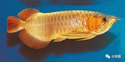 龍魚(yú)微信名