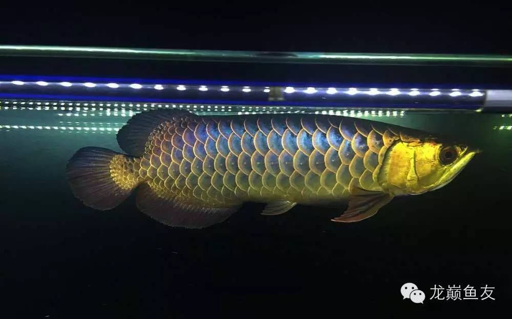 金龍魚最佳發(fā)色溫度和濕度是多少 龍魚百科 第2張