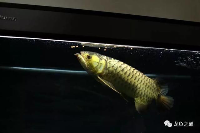 龍魚(yú)到家后幾天可以喂東西吃 龍魚(yú)百科 第2張