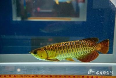 金龍魚(yú)的挑選技巧和方法