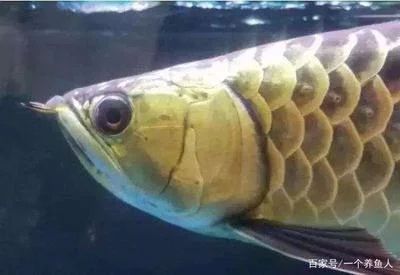 龍魚兜嘴是喂多了嗎 龍魚百科 第1張