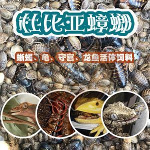 龍魚吃蟑螂壞處