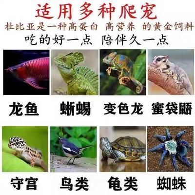 龍魚吃蟑螂壞處