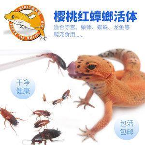 龍魚吃蟑螂壞處