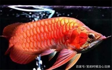 養(yǎng)龍魚怎么養(yǎng)活得快一點 龍魚百科 第3張