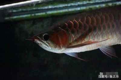 龍魚肚子