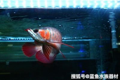 養(yǎng)龍魚的禁忌是什么 龍魚百科 第3張