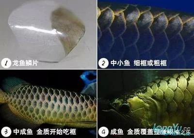 龍魚掉魚鱗怎么辦 龍魚百科 第3張