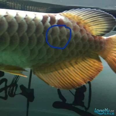 龍魚掉魚鱗怎么辦 龍魚百科 第2張