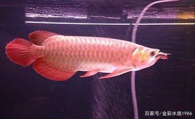 觀賞龍魚能吃嗎怎么喂食 龍魚百科 第1張